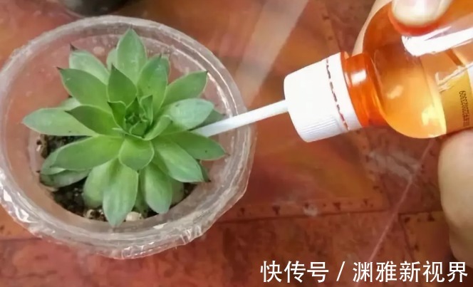 烂根|万能的浇水“神器”,只需一根小吸管,专治各种烂根烂叶!
