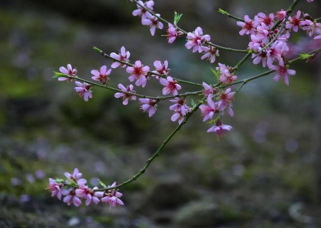 僧人|来武清这里，赏桃花！