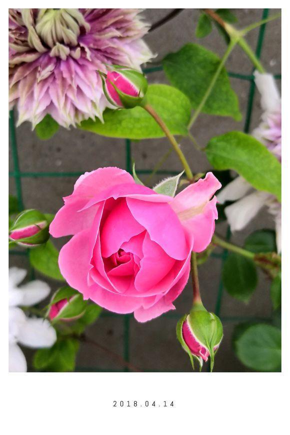 花量最大的“月季花”，香如兰花，好养如“绿萝”，且抗病性强