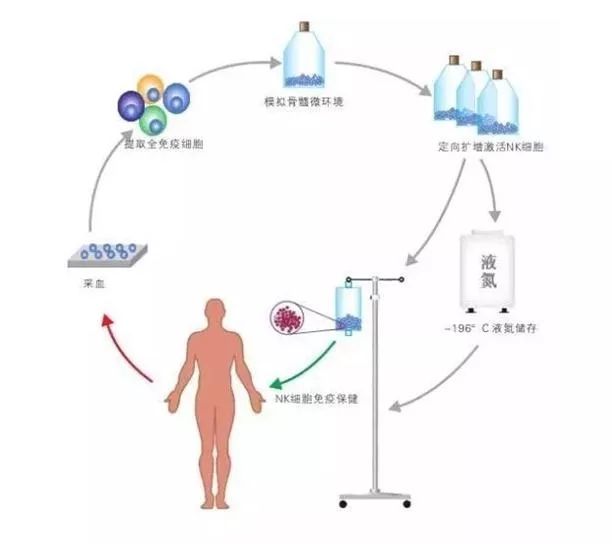 Nk细胞抗衰保健 多种功效 唤醒健康原力 快资讯