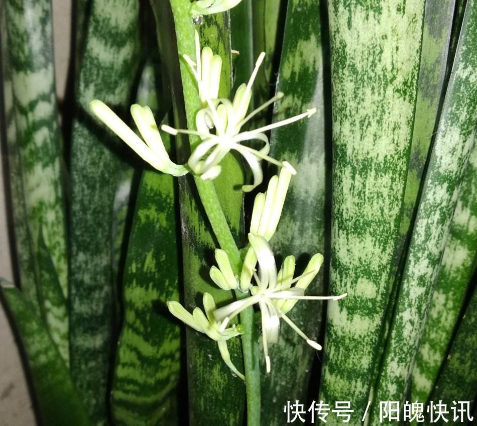 虎皮兰也开花注意这件小事，开到停不下来！