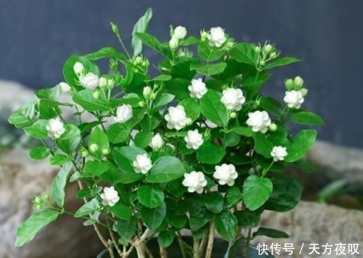 阳台养这几种花,好养易开花,开花速度快,个个美的出奇!