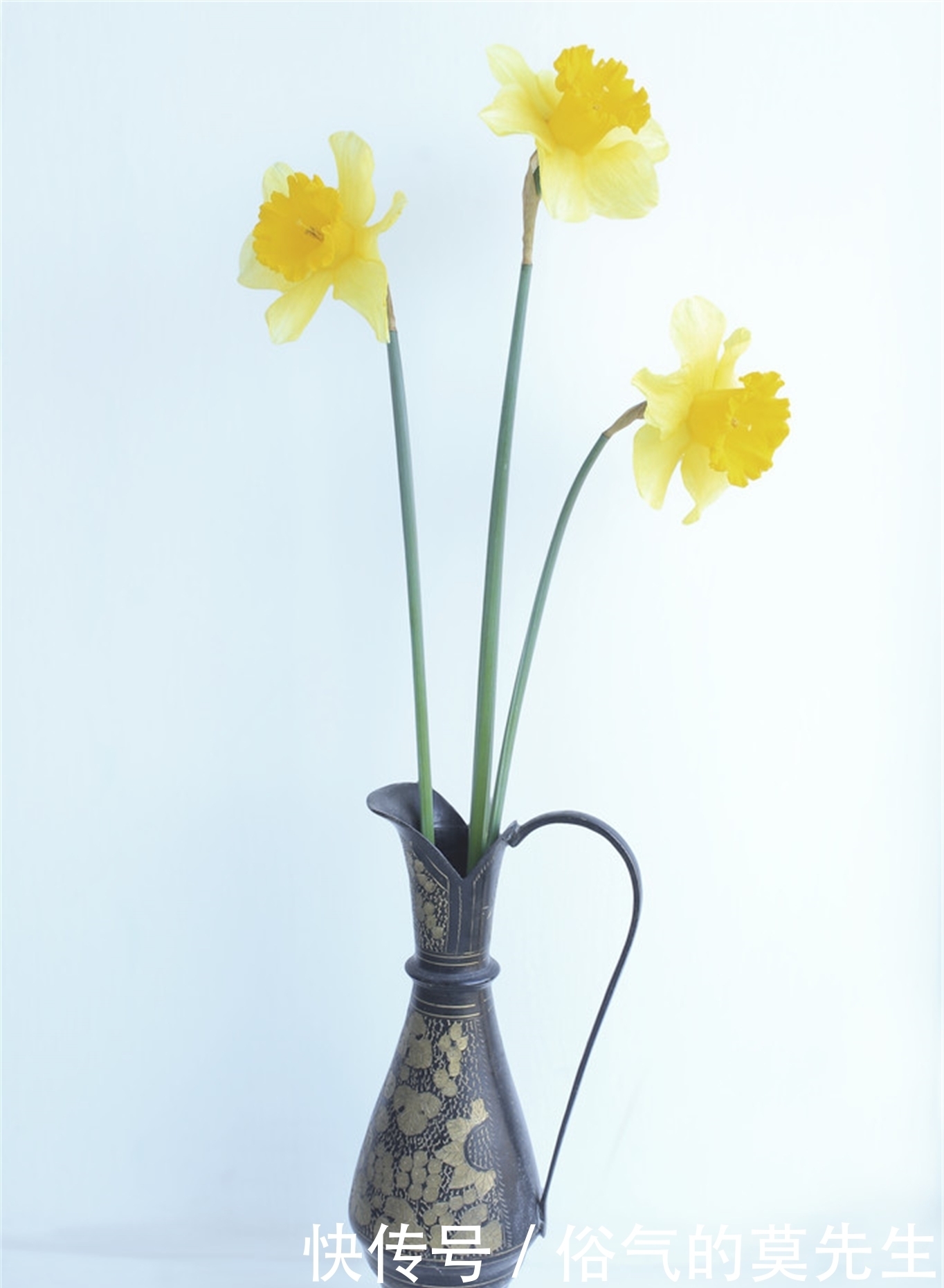 这7种年宵花,花开富贵、喜气临门寓意好,你最喜欢哪一种?