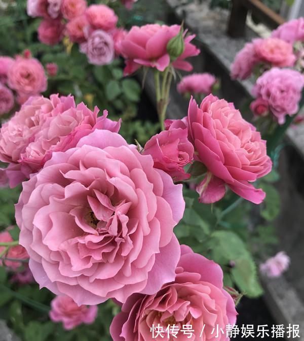 月季花|月季里的“开花机器”，能开一整年，花量非常多，阳台盆栽也可以