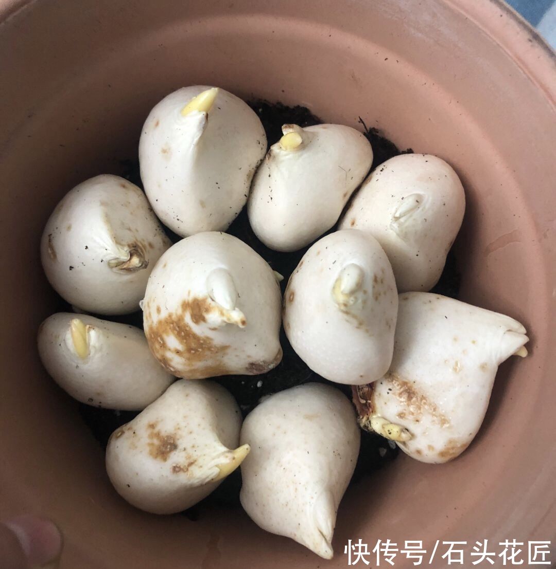 郁金香栽种了3个月，已经满盆长“花苞”，开花漂亮