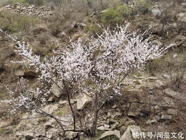 祁河散文:桃花依旧笑春风