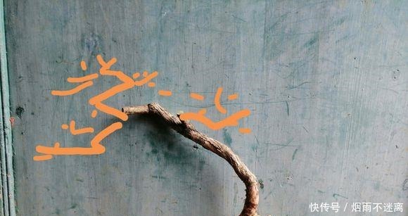 玩盆景造型很重要哦,就像这两个六月雪素材,这样培育真的美翻了!