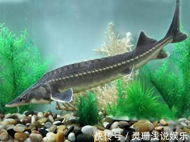 没收渔具并处罚!重庆男子尴尬渔获引争议,禁钓是否该严行?