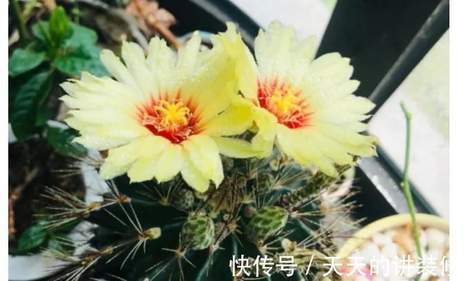 仙人球会开花吗，你的仙人球不开花，可能是你忽略了3点