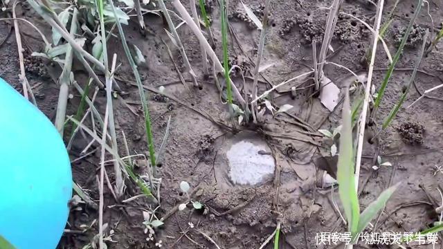 长江君|退水后钱塘江滩涂变“鳖滩”,甲鱼四处乱爬,有人一会捡了十几只