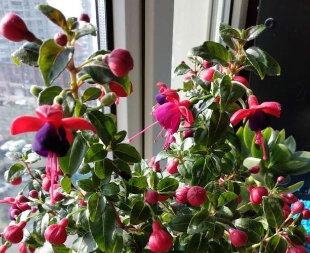  玫瑰|喜欢养护牡丹，就养“珍稀玫瑰”翠鸟玫瑰，色彩鲜明，香味迷人