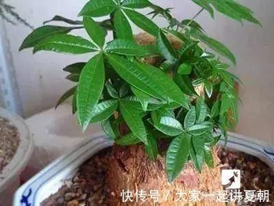木炭|盆栽底下垫上这4种,告别“植物杀手”称号!