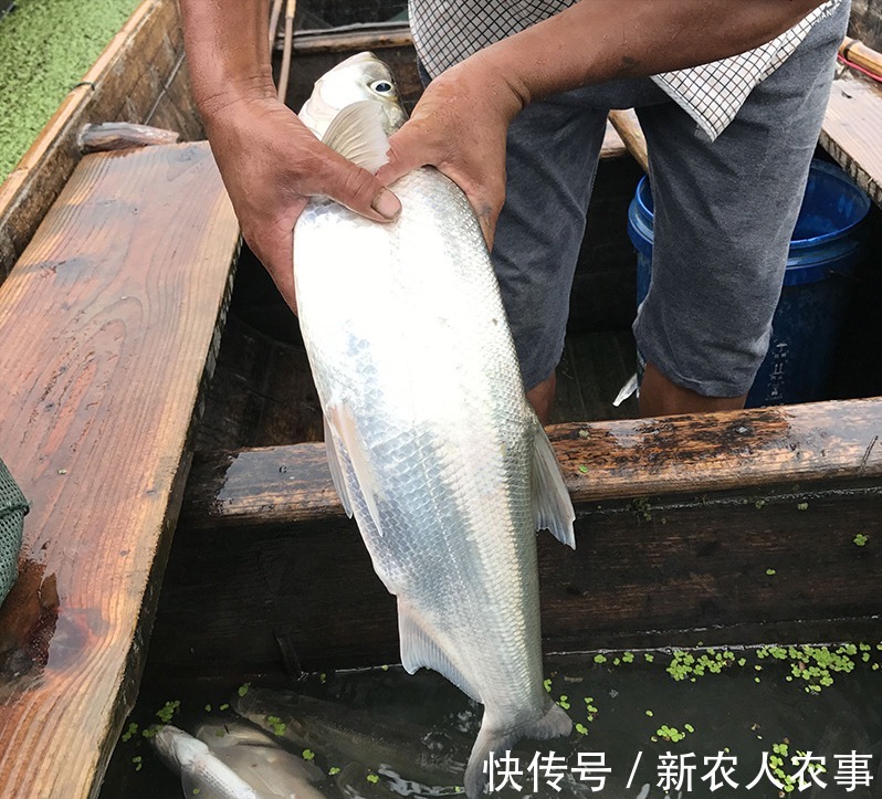 鱼类|广西一男子钓获“翘嘴红鲌王”,长达1.4米,想放生它却死了