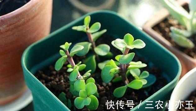 施肥|金枝玉叶这么养, 枝繁叶茂, 四季常绿!