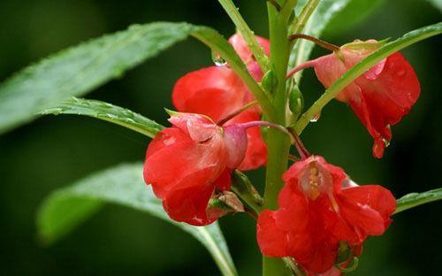 叶子花|从7月3号开始,家养这些植物,四季有花赏,越养越喜欢