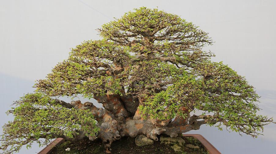 盆栽|该怎么将植物“矮化”,有什么好处?