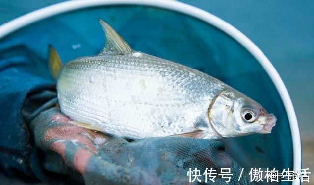 添加剂|钓鱼时常用的酒米窝料,其实是可以这样生产的,制作方法简单易学