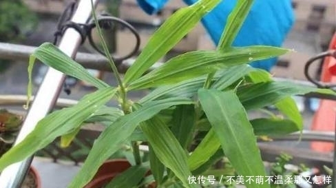 盆栽|家里种上这6种盆栽蔬菜,不长虫不用药,一年到头都吃不完!