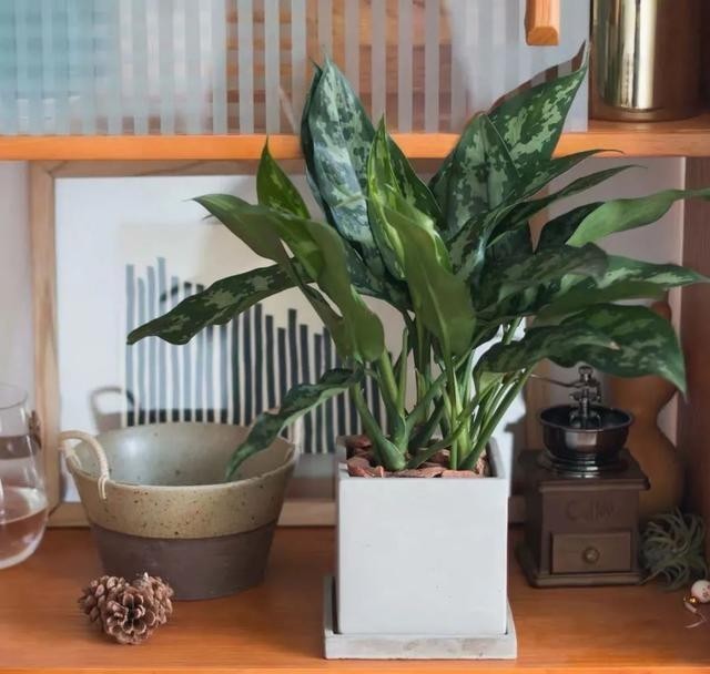 叶绿根|银皇后冬天有“四怕”,避开了才能顺利过冬,叶绿根壮长势旺!