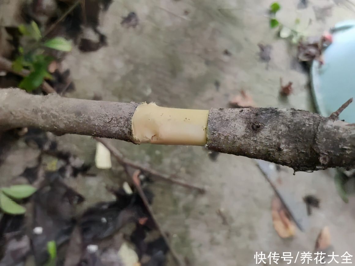 大粗杆子扦插，泥巴一裹就生根，秒变老桩大户