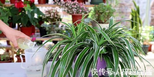 花盆|还在用花肥养花盆里埋10粒它,半年不用施肥,叶绿花又旺