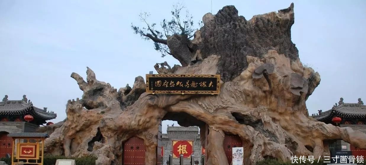 举措|这棵树历经千年,因朱元璋的一个举措,后来变成了百姓心中的国宝!