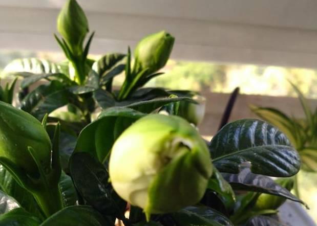 蟹爪兰|蟹爪兰茶花栀子花老是落蕾，学会这招分分钟开花