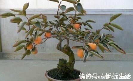 家里养棵上2棵树,旺财还镇宅,可别再说“家里”不能养树了!