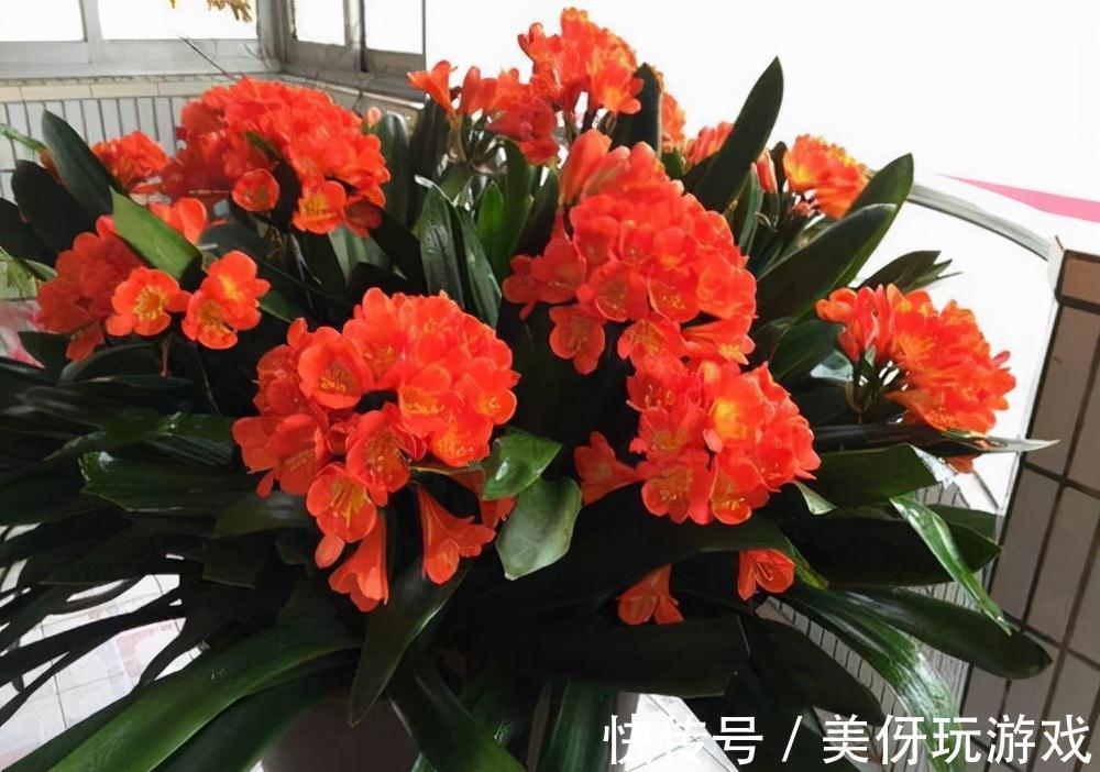 蝴蝶兰|七种“富贵花”，适合冬天养，寓意吉祥又大气，关键还喜庆