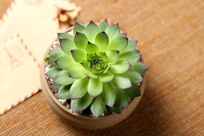 小芽|6月养多肉观音莲,怎么管理,才能让小芽长满一圈又一圈