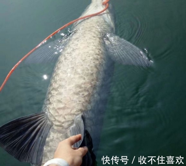 鱼王|男子钓上百斤一样的鱼,酒店出2000元收购,堪称千岛湖鱼王