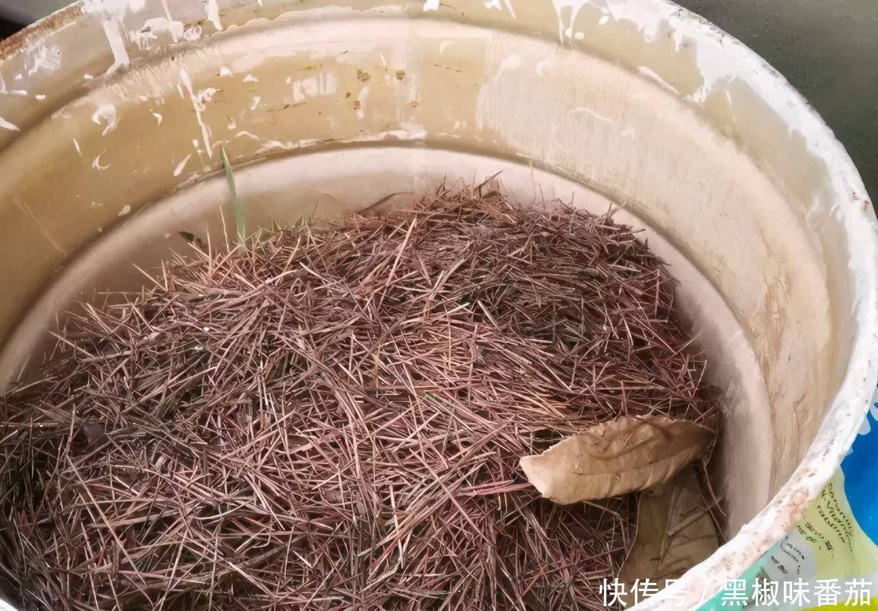 花土|老花匠劝告新人:养花不想出问题就用松针土,用发酵后的它