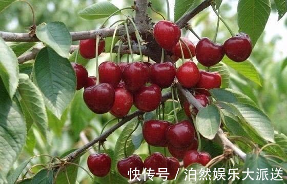 车厘子|最适合女性的夏季水果,淡斑美白容颜常驻,值得分享