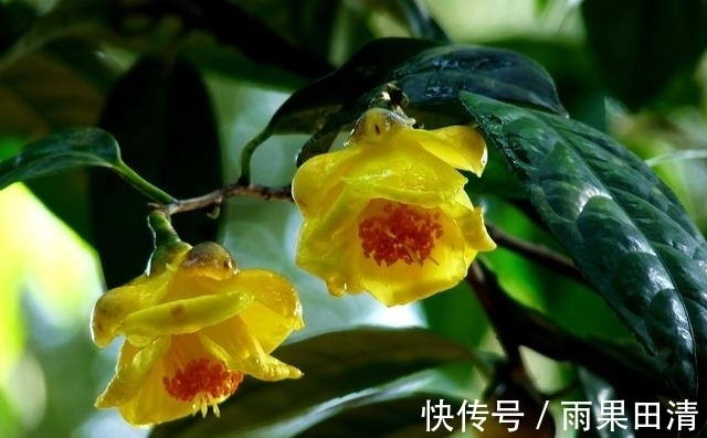 这种花卉，被誉为“植物黄金”，香气浓郁，晒干后可泡茶煮汤