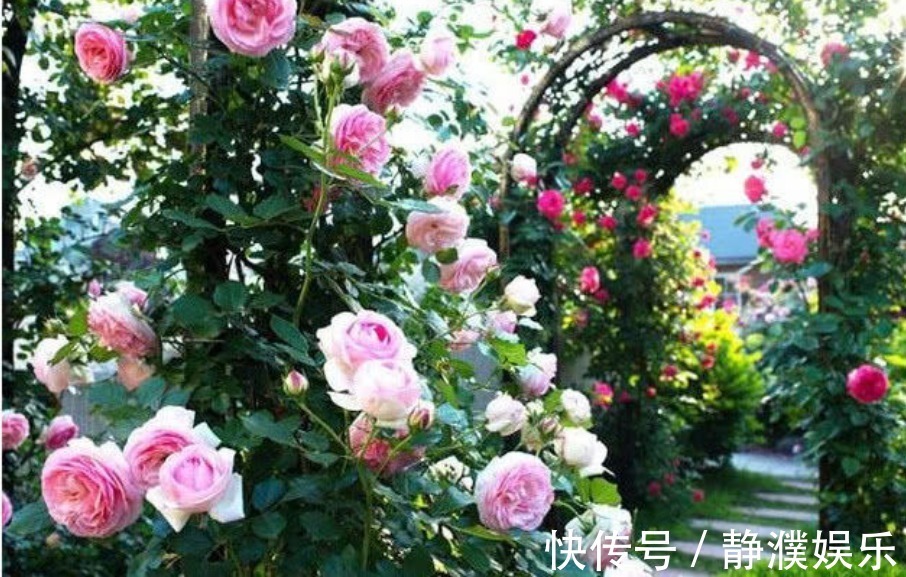 4种花是开花机器,一次开花200朵,花香易打理,养在客厅美极了