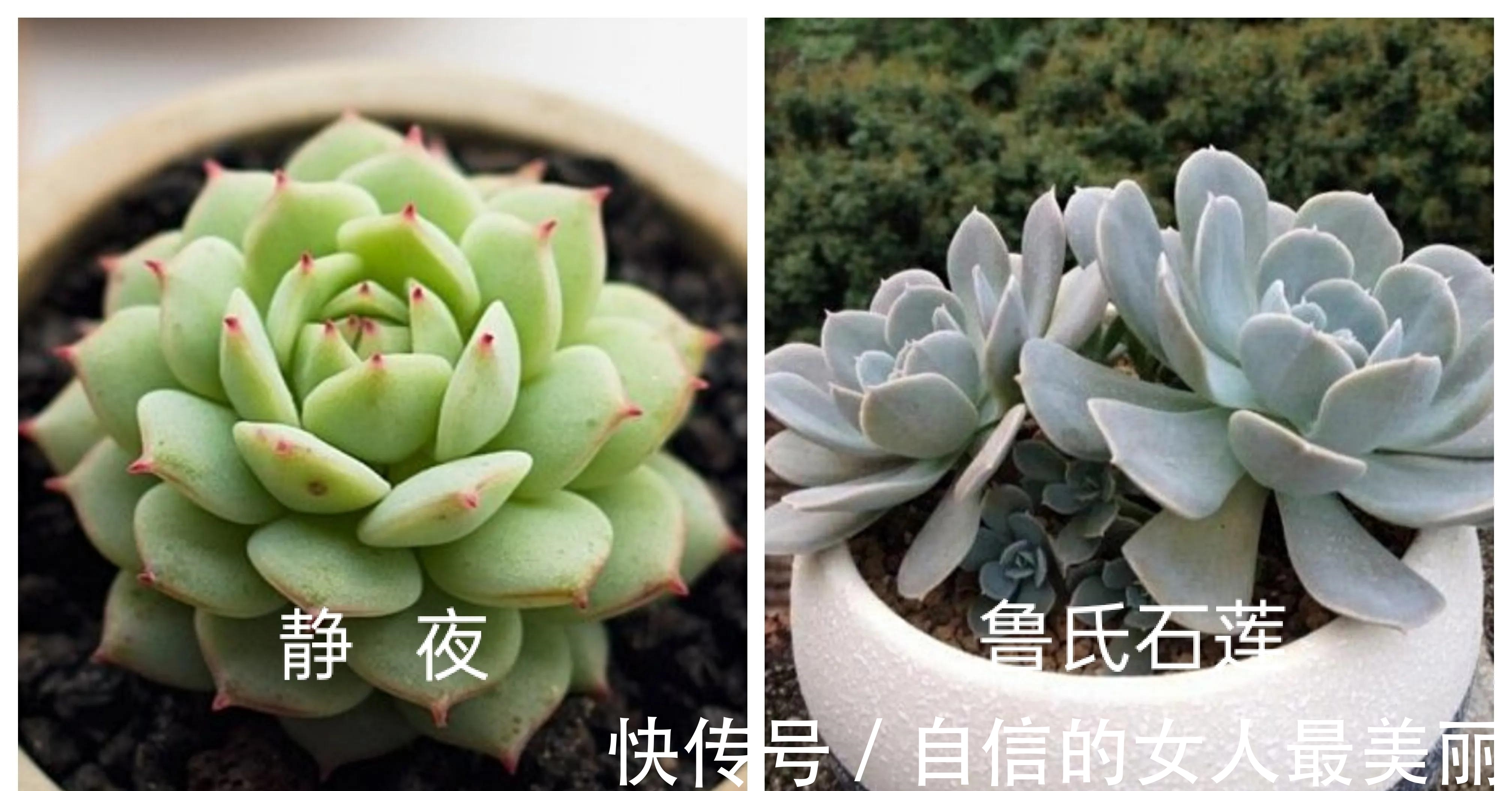 多肉克拉拉,集两种常见多肉的基因于一身,颜值青出于蓝胜于蓝