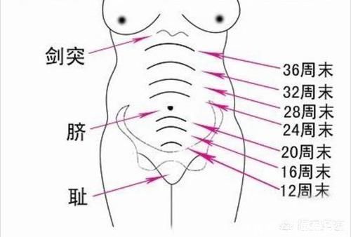 青云计划|怀孕4个月正常的肚子应该是什么样的呢?