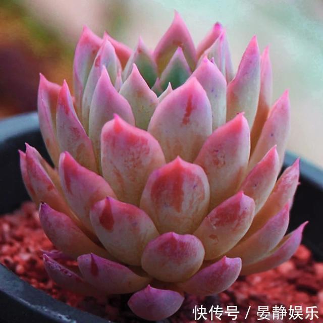 想把“多肉”养爆盆简单,掌握2个关键点,很快就是满满一盆!