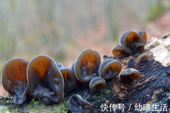 凉拌木耳|泡木耳只用水就错了，多放这2样，发得又快又干净，营养不流失