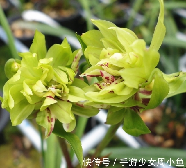 余蝴蝶|它被誉为国兰“奇花之首”，花瓣上百片，香味馥郁，简单易活