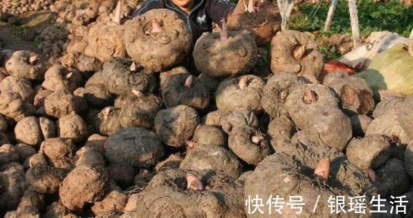 海带|这些食物被称为天然“胰岛素”,每天吃一点,糖尿病就会远离你