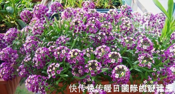 米兰花|5种“香水花”，妖娆又艳丽，家里养一盆，比香水都好闻