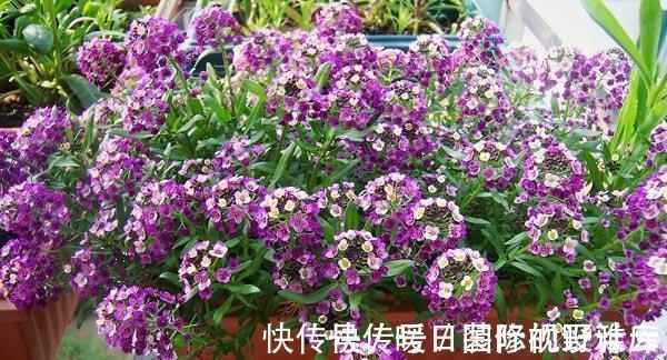 5种“香水花”,妖娆又艳丽,家里养一盆,比香水都好闻