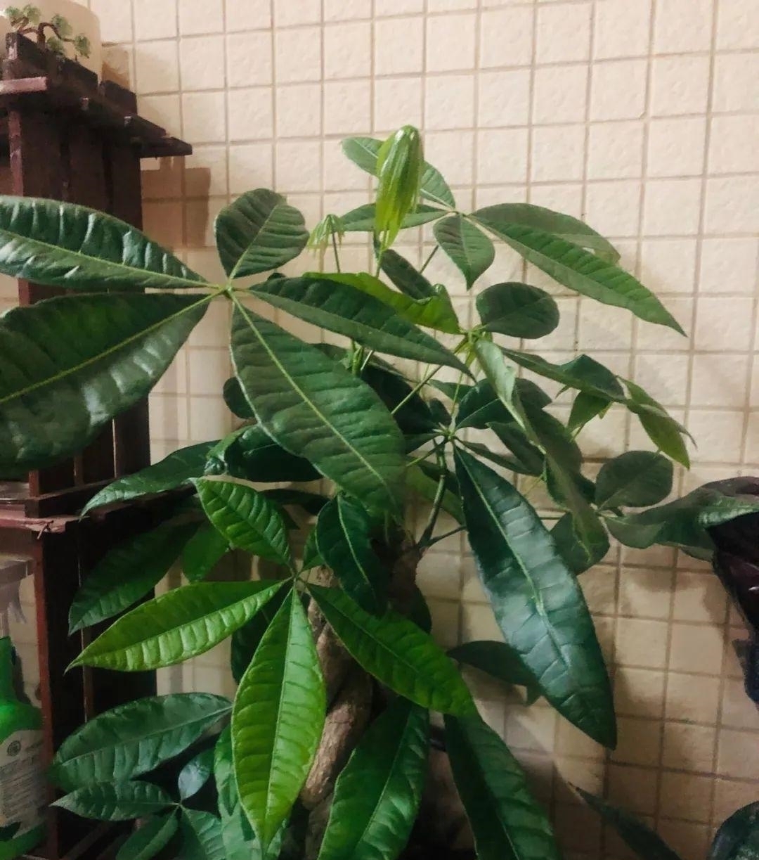 浇水量|10种花夏天一定要少浇水,否则熬不过3天就死了