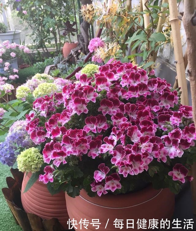 74岁老奶奶种天竺葵,一盆卖3块老桩卖30,别人转手卖100!