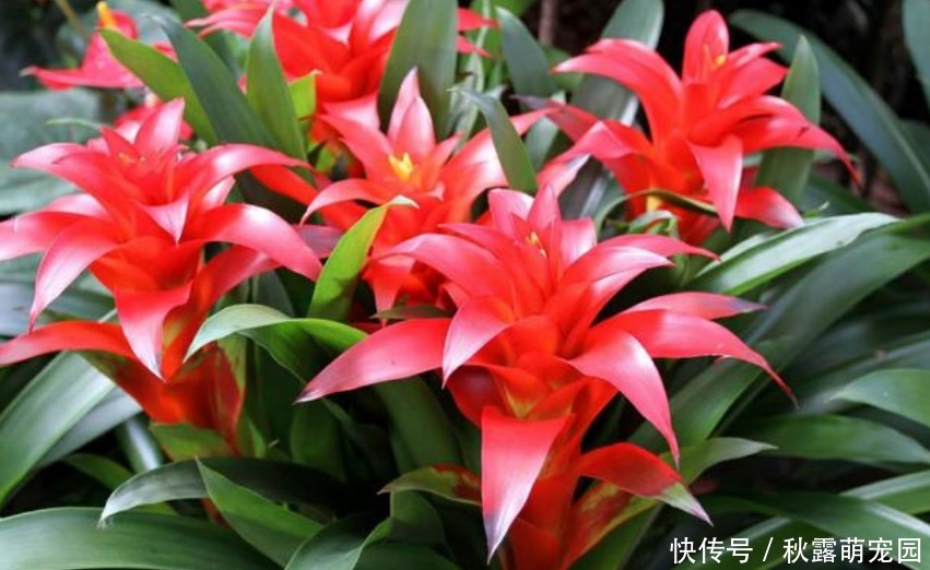 “3种花”不要随便送人,多养几盆在家,不仅旺宅还招财!