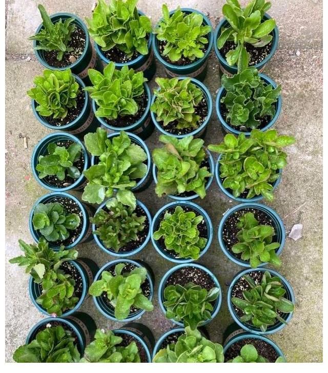 好处|三伏天里这3种花要备份，来年好处多多