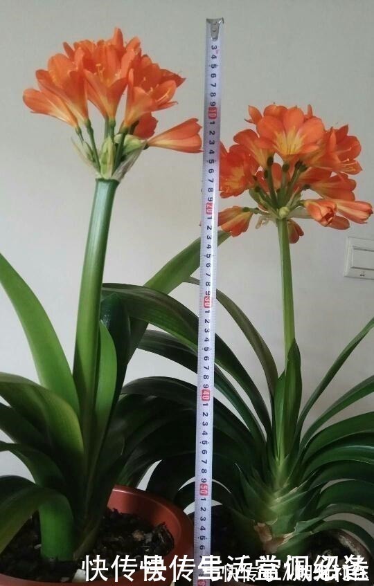 浇水|退休老人养君子兰，花箭长到60厘米高，只用了1种土和1种水！