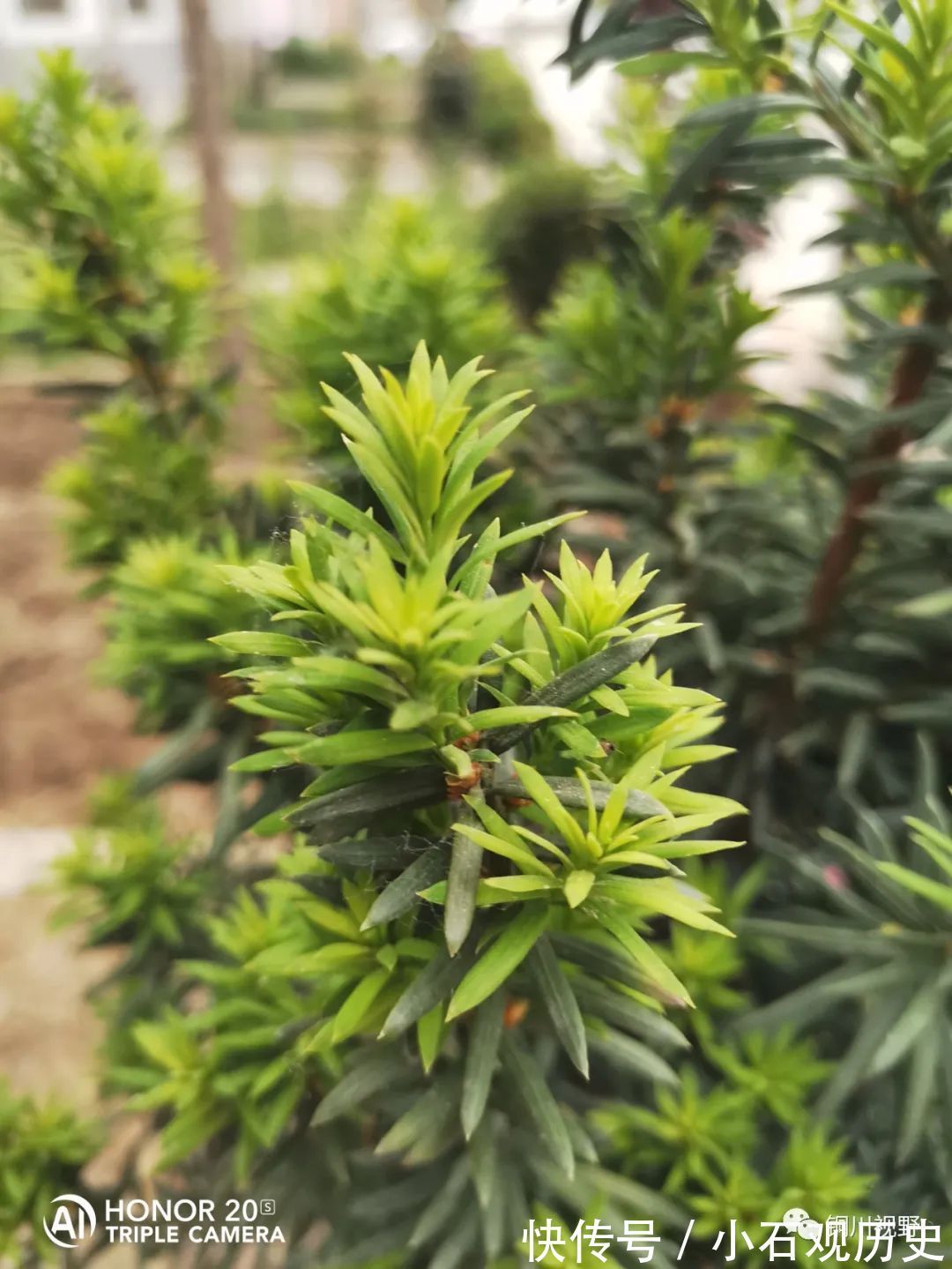 农家|初夏时节，农家是一片花海，清新自然之美