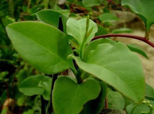 农村常见没人要的野草,却是腰间盘突出的“神药”,七天就见效